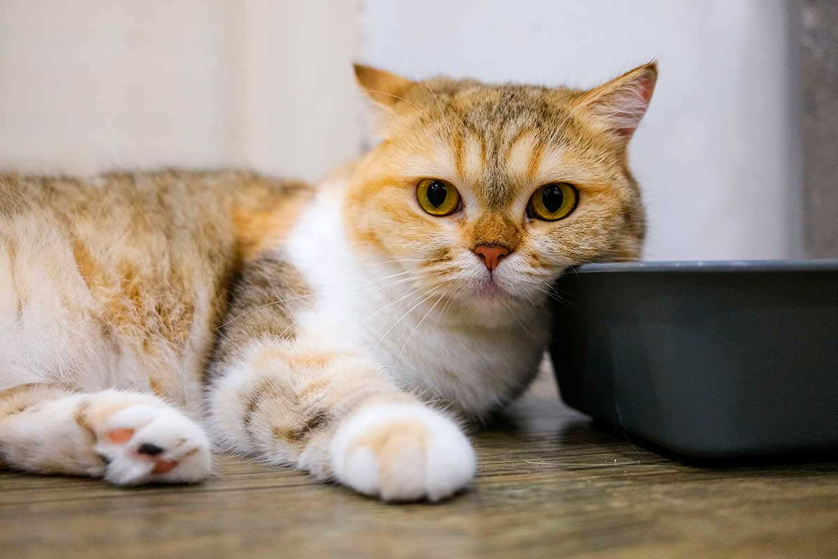 5 Signs Your Cat's Litter Box Setup Needs Updating