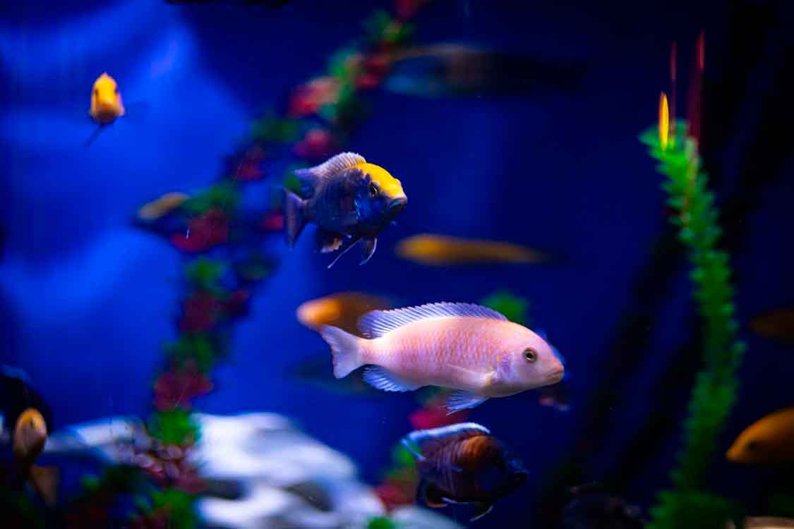 Setting Up Your First Aquarium: A Beginner's Checklist