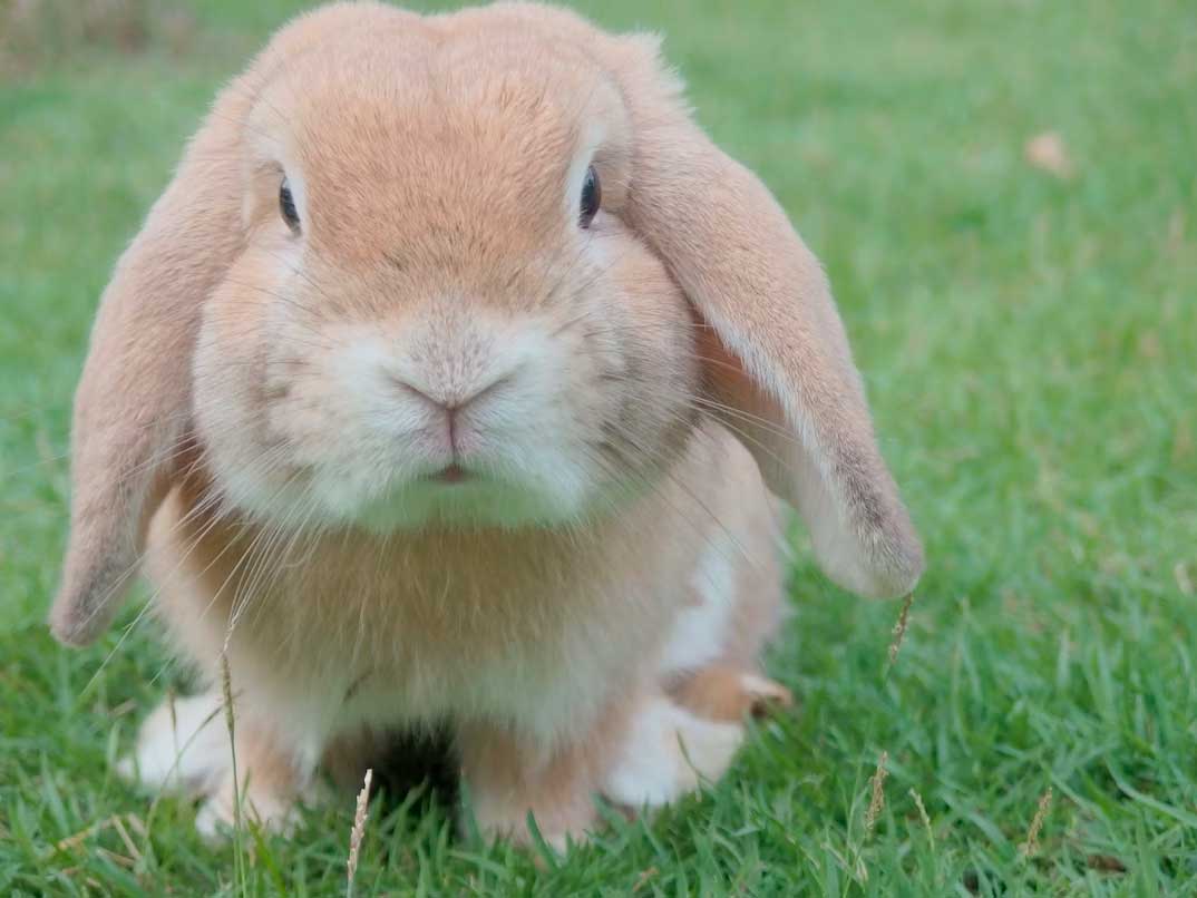 First-Time Rabbit Owner? Start Here