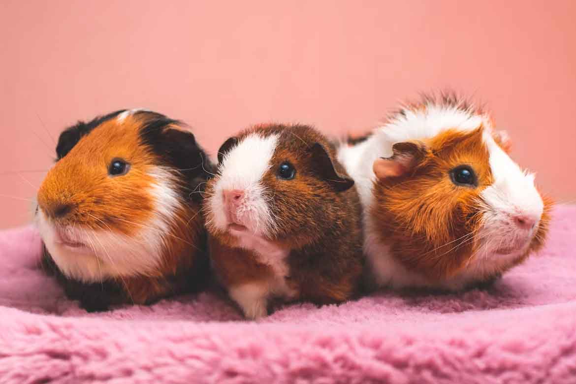 Hamster vs. Guinea Pig: Which Fits Your Home Better