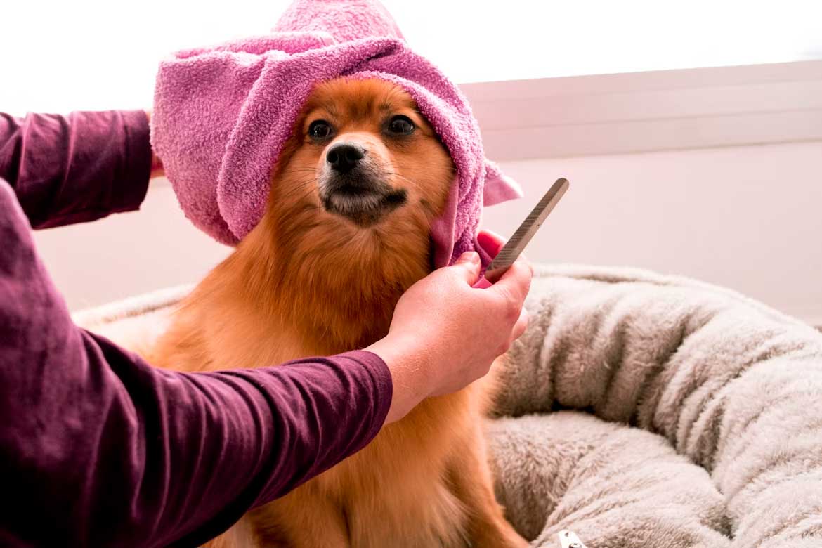 How Often Should You Really Bathe Your Dog?