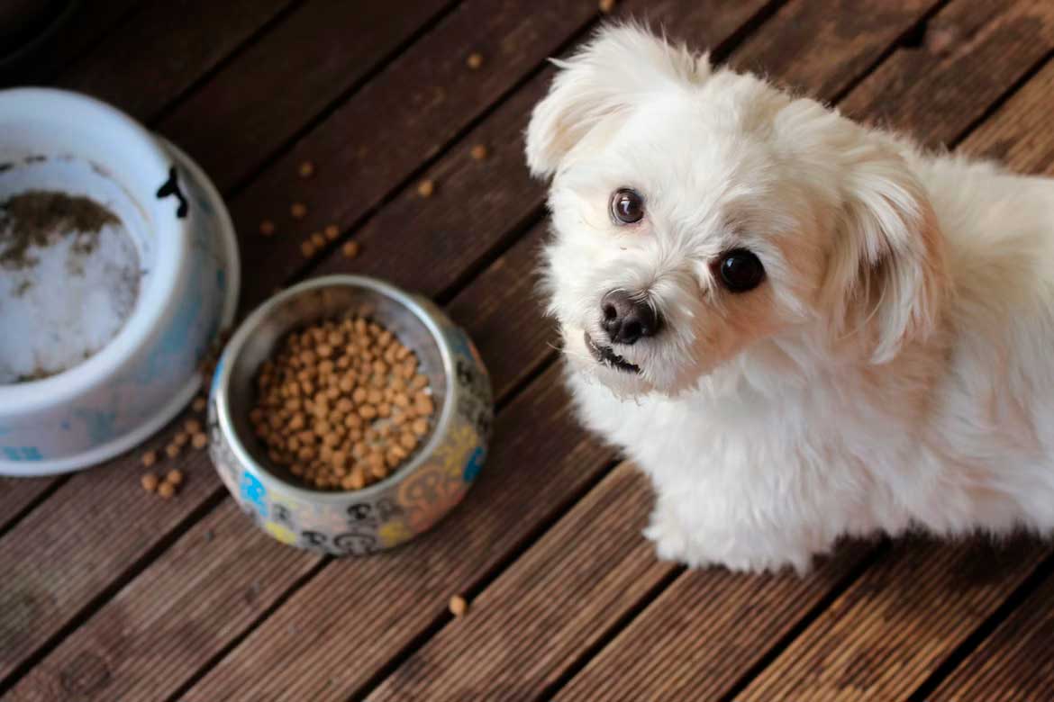 How to Choose the Right Food for Your Dog's Life Stage