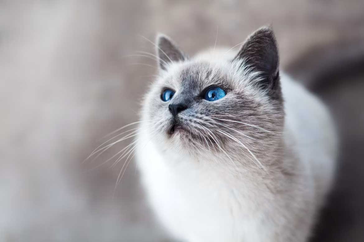 Indoor vs. Outdoor Cats: What Changes About Their Needs