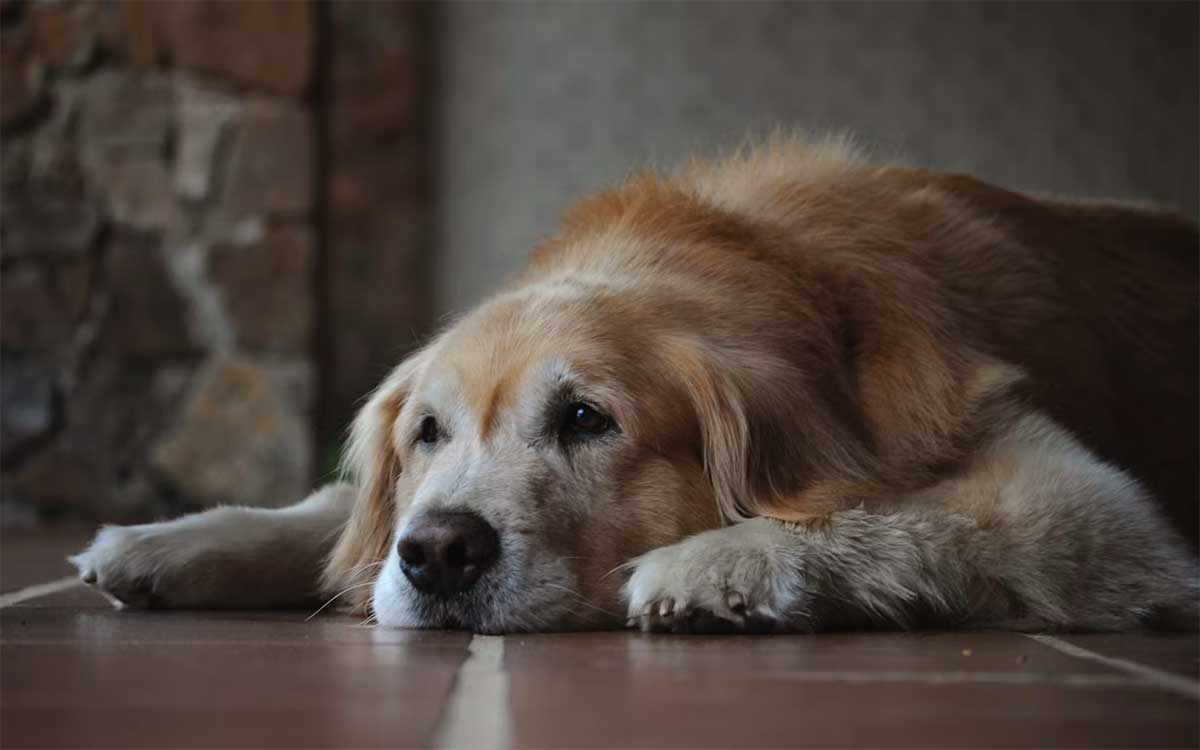 Senior Dog Care: What Changes After Age 7