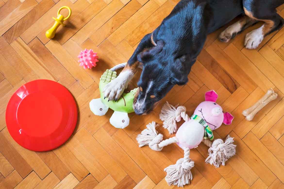 Why Your Dog Destroys Toys (and What Actually Holds Up)